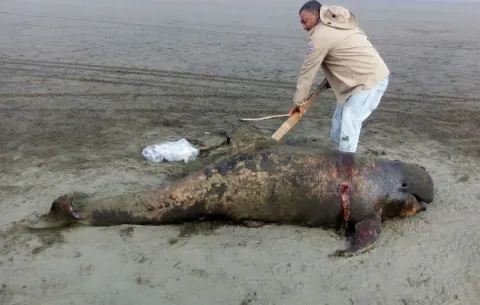Especies marinas aparecen muertas en costas santeñas