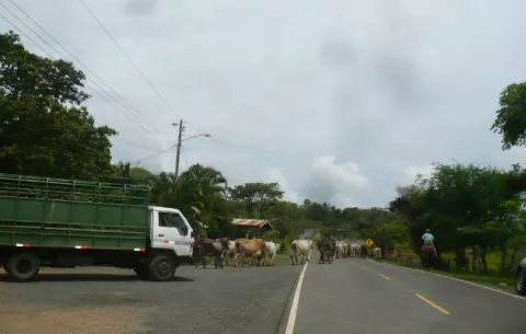 Baja el hurto pecuario en Los Santos en un 44%, según los informes