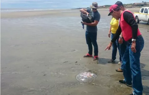 Investigan hallazgo de especies marinas muertas en Guararé y Las Tablas