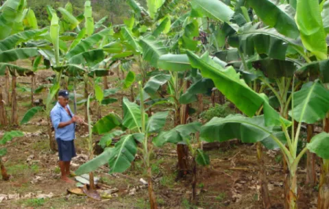 Prevén que continúe en aumento el costo del plátano en los próximos meses