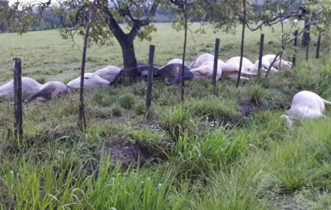 Rayo fulmina a 15 vacas preñadas en Río de Jesús
