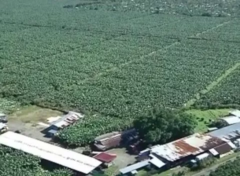 Paro laboral en bananera de Bocas con pérdida millonaria