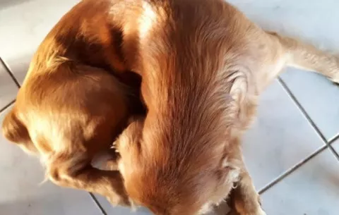 Decenas de caninos con parásitos en peligro de muerte
