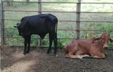 Capturan a cuatreros en la provincia de Los Santos