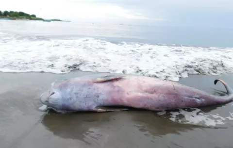 Hallan especie similar al delfín en playa El Rompío