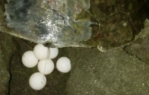 Inicia conservación de tortugas en Isla Caña de Tonosí