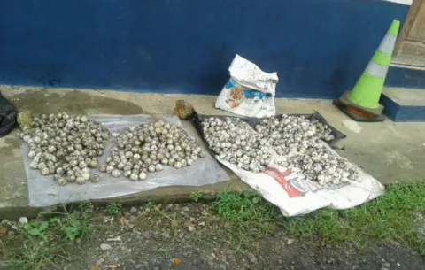Detienen a tres sujetos con mil 560 huevos de tortugas en Tonosí