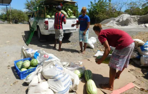 Bacterias y hongo afectan cultivos de sandía en Isla Caña en Tonosí