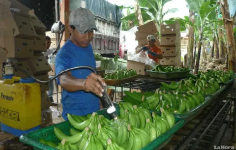 Gobierno entrega cheques a 145 a propietarios de fincas en Barú