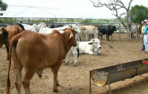 Ganaderos en alerta ante importación de carne de manera irregular