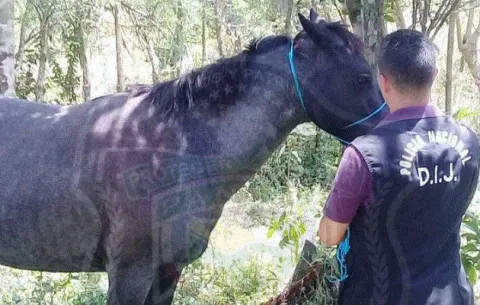 Policía recupera un caballo que había sido hurtado en Bugaba