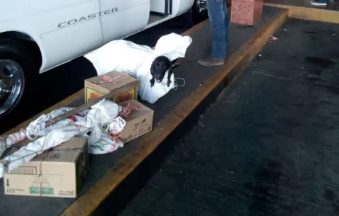Perros estaban encerrados en sacos y amarrados a la altura del cuello