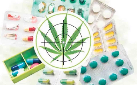 Cannabis, el anhelo de pacientes con dolor crónico