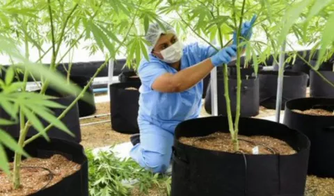 'No al autocultivo del cannabis'