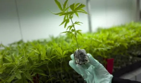 Nuevamente, una subcomisión analizará proyecto sobre marihuana medicinal