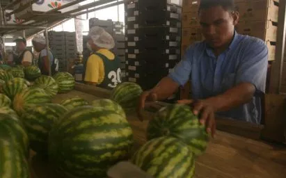 Panamá realiza esfuerzos para realizar exportaciones de sandías y melones hacia Europa