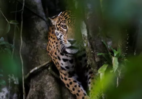 Los jaguares se hallan de nuevo bajo asedio