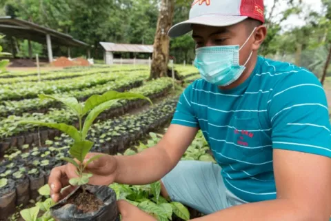 Canal de Panamá recibirá 150 mil plantones de café para reforestación en la Cuenca Hidrográfica