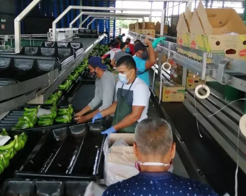 Habilitan cinco empacadoras panameñas para exportar bananos a China