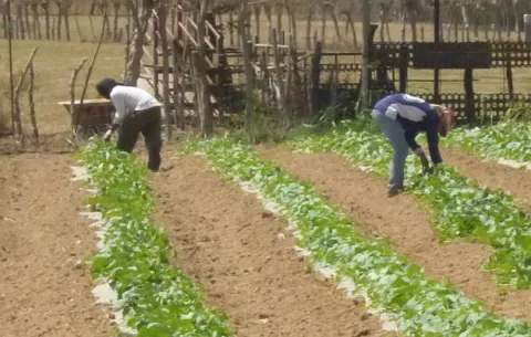 Más de $234 mil paga el IMA a productores de Chiriquí
