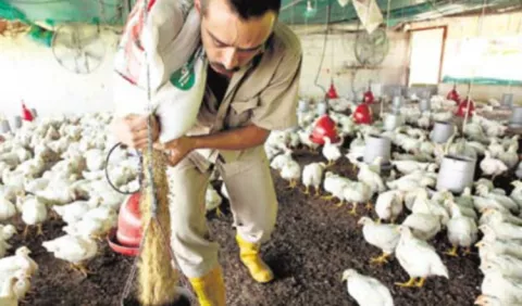 China aplica estrictas reglas de exportación de carne de aves a Panamá