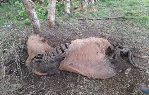 En menos de una semana, se reportan tres casos de cuatrerismo en Chiriquí