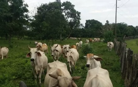 Detectan un caso de rabia bovina en una finca ganadera del distrito de San Félix