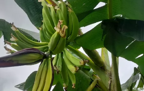 Pequeños productores de plátano del Barú están a punto de desaparecer