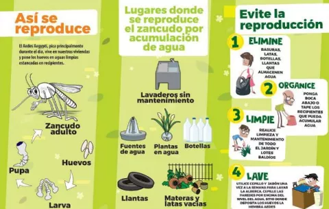 Serotipos aumentan  riesgo de casos de dengue graves