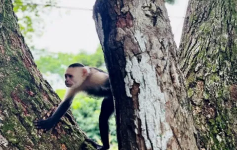 Ecoruta de los Primates,  una iniciativa de conservación