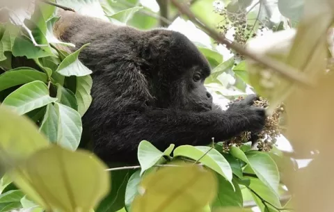 Los primates no humanos de Panamá, una obra inédita
