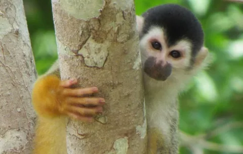 Ecoruta de los Primates en la Península de Burica sigue tomando forma