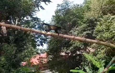 Herreranos evitan electrocución de monos con varas de bambú