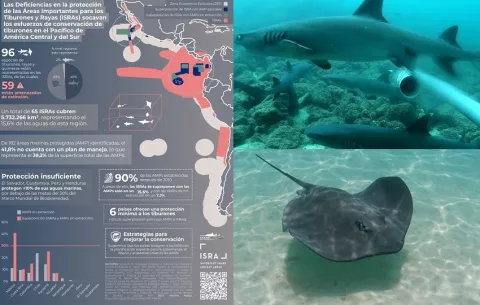 Áreas protegidas marinas de la región no cubren los hábitats críticos de tiburones y rayas