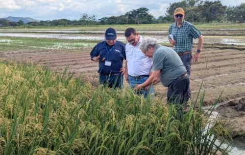 Panamá está caminando a ser autosuficientes en la generación de arroz
