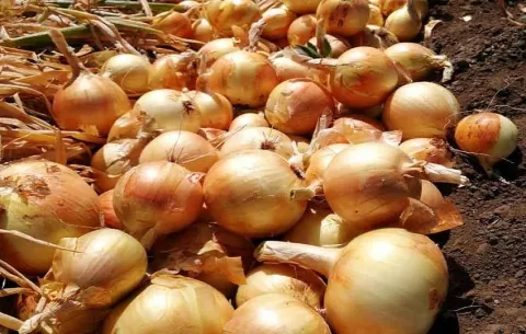 IMA convoca a empresas de transformación agroindustrial de cebolla para evitar pérdidas de este rubro