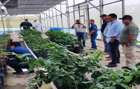 MIDA impulsa proyectos agrícolas en provincias para fortalecer cultivos estratégicos