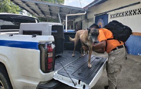 Blade, un perro rescatista entrenado para la búsqueda de personas vivas que, junto a su guía y entrenador Martín Moncada. Foto. Thays Domínguez