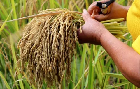 Abandono hídrico en Panamá: El freno que impide abaratar el arroz y la canasta básica