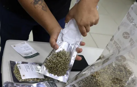 La variabilidad climática reduce la cosecha del café Geisha en Panamá, pero promete una calidad excepcional