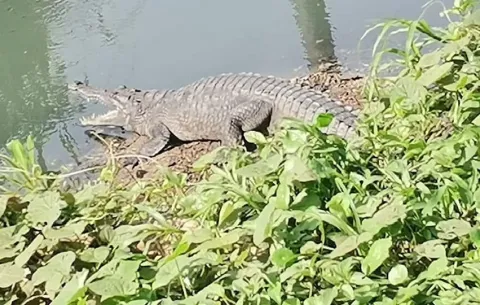 Merodean entre comercios: MiAmbiente inspecciona la presencia de babillos en zona comercial de Colón