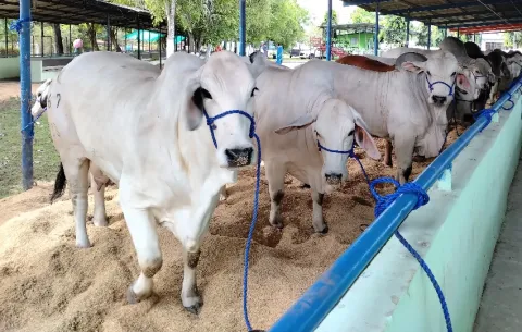 La 36.ª Feria Nacional del Ganado Lechero impulsa al sector en Monagrillo