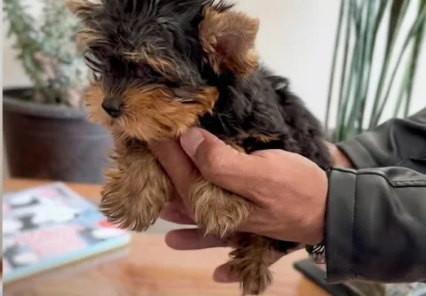 Expresidente Ricardo Martinelli presenta a Rocco, su nuevo amigo canino 