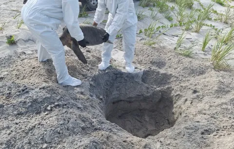 Fallece "Valiente", la tortuga lora atacada por perros en playa Punta Chame