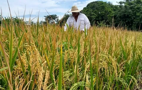 Caída en rendimientos del arroz por fenómeno de El Niño amenaza el abastecimiento nacional