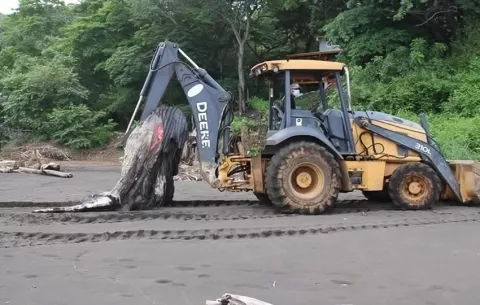 Hallan cría de ballena jorobada muerta en costas de Tonosí