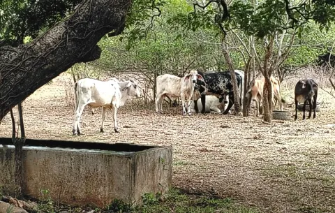 Azuero: pequeños productores esperan apoyo estatal tras declaratoria de estado de emergencia