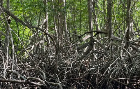 Área protegida desde 2007: La conservación de los manglares de David garantiza el sustento pesquero en Chiriquí