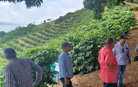 Colón diversifica su sector agrícola: MIDA respalda producción de café robusta en Quebrada Bonita