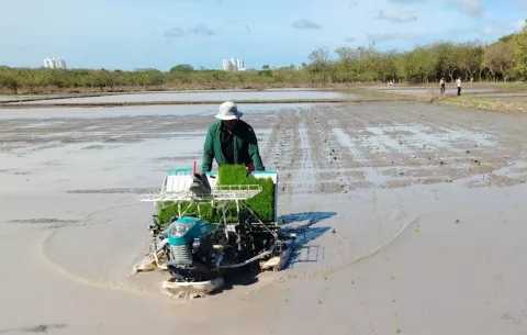 Productores de arroz en Panamá exigen proyectos de riego y semillas resistentes